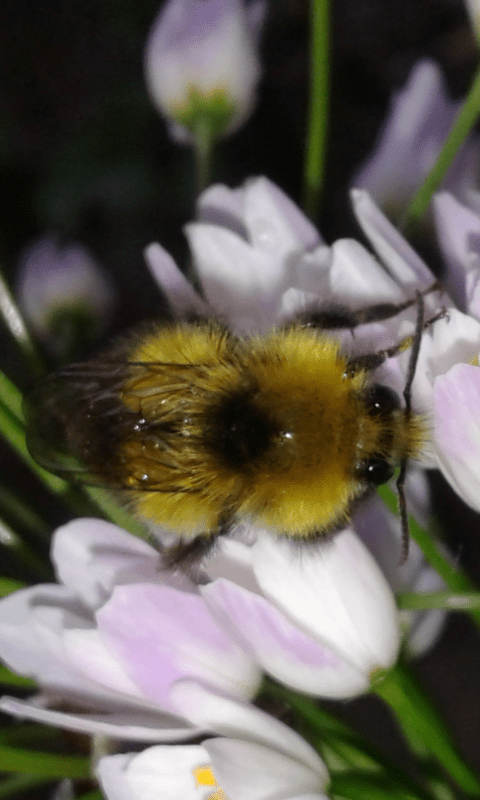 Bombus sp. (Apidae)? S, Bombus cfr. pratorum